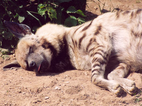 Фото Полосатая гиена