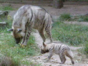 Фото Полосатая гиена