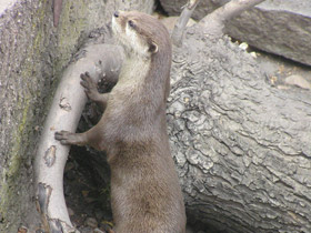 Фото Азиатская бескоготная выдра