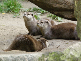 Фото Азиатская бескоготная выдра
