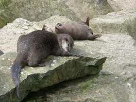 Фото Азиатская бескоготная выдра