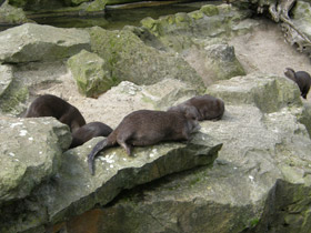 Фото Азиатская бескоготная выдра