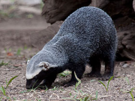 Смотреть фото Гризон Фото Гризон