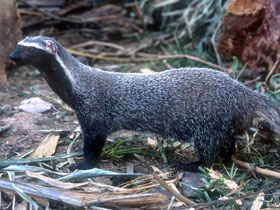 Смотреть фото Гризон Фото Гризон