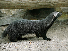 Смотреть фото Гризон Фото Гризон