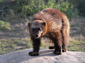 Смотреть фото Самые опасные в мире Фото Самые опасные в мире