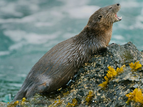 Фото Кошачья выдра