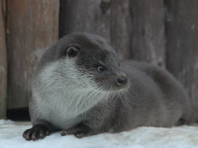 Фото Обыкновенная выдра