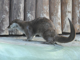 Фото Обыкновенная выдра