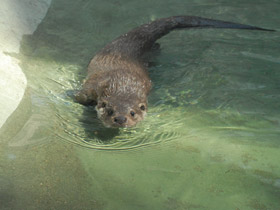 Фото Обыкновенная выдра