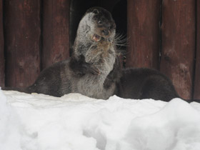 Фото Обыкновенная выдра