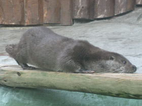 Фото Обыкновенная выдра