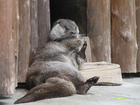 Фото Обыкновенная выдра