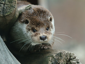 Фото Обыкновенная выдра