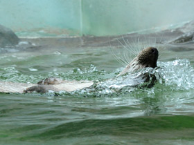 Фото Обыкновенная выдра