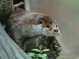 Фото Обыкновенная выдра