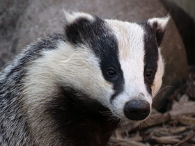 Смотреть фото Барсук Фото Барсук