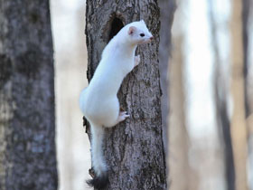 Фото Горностай