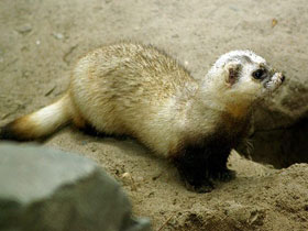 Фото Степной хорек