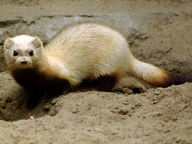 Фото Степной хорек