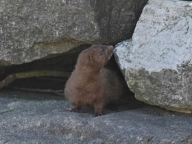 Смотреть фото Американская норка Фото Американская норка