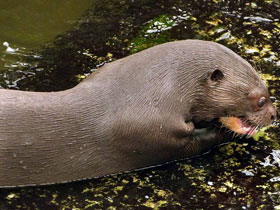 Фото Гигантская выдра
