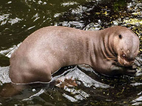 Фото Гигантская выдра