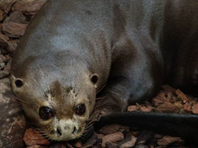 Фото Гигантская выдра