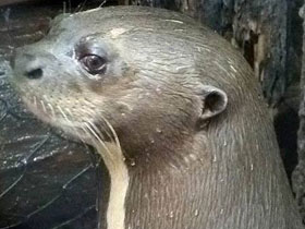 Фото Гигантская выдра