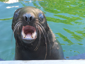 Северный морской котик Северный морской котик