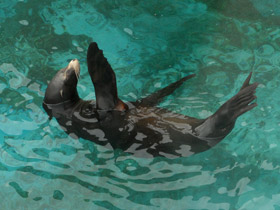 Фото Северный морской котик