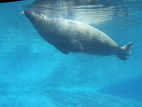 Фото Серый тюлень