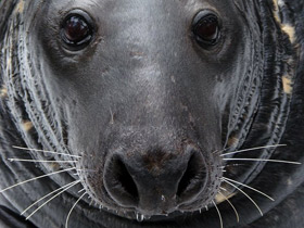 Фото Серый тюлень