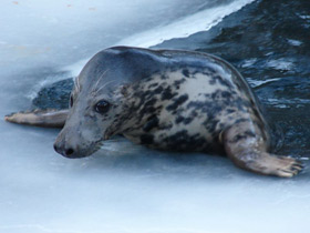 Фото Серый тюлень