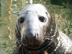 Фото Серый тюлень