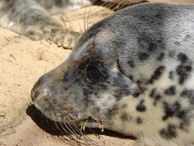 Фото Серый тюлень