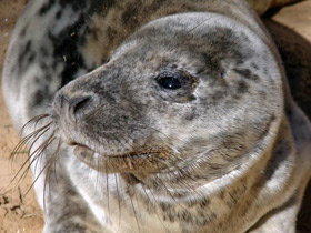Фото Серый тюлень