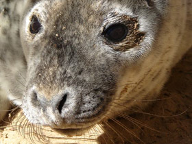 Фото Серый тюлень