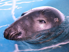 Фото Серый тюлень