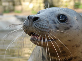 Фото Серый тюлень