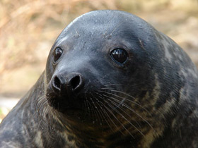 Фото Серый тюлень