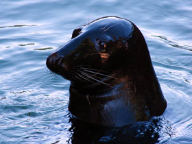 Фото Серый тюлень