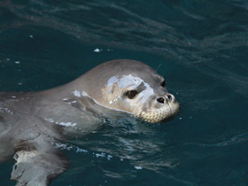 Смотреть фото Гавайский тюлень-монах Фото Гавайский тюлень-монах