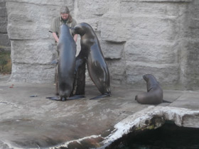 Фото Южный морской лев