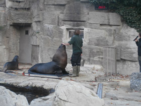 Фото Южный морской лев