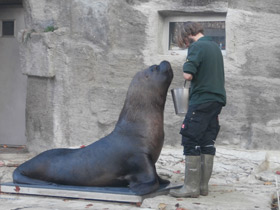 Фото Южный морской лев