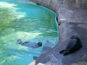 Смотреть фото Обыкновенный тюлень Фото Обыкновенный тюлень