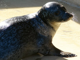 Смотреть фото Обыкновенный тюлень Фото Обыкновенный тюлень