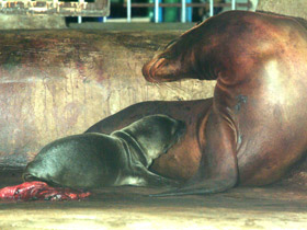 Фото Калифорнийский морской лев