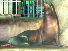 Фото Калифорнийский морской лев